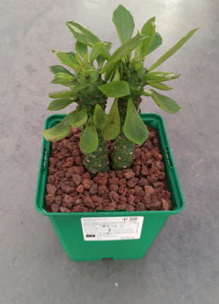Euphorbia neostapelioides