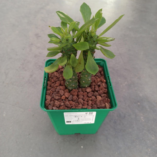 Euphorbia neostapelioides