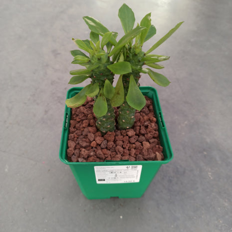 Euphorbia neostapelioides