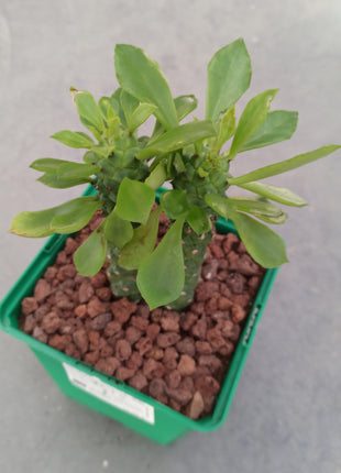 Euphorbia neostapelioides