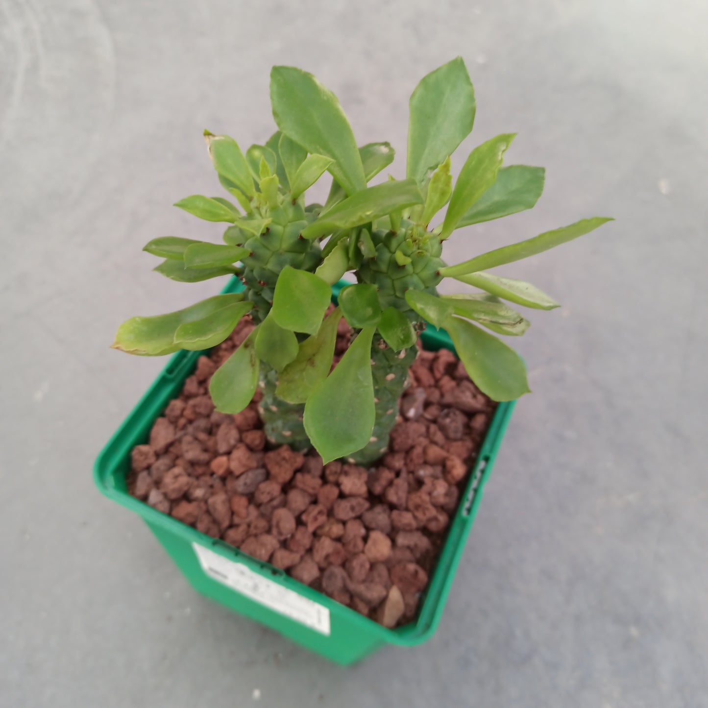 Euphorbia neostapelioides
