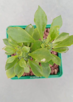 Euphorbia neostapelioides