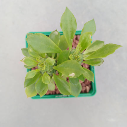 Euphorbia neostapelioides