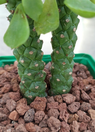 Euphorbia neostapelioides
