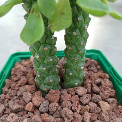 Euphorbia neostapelioides