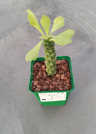 Euphorbia neostapelioides