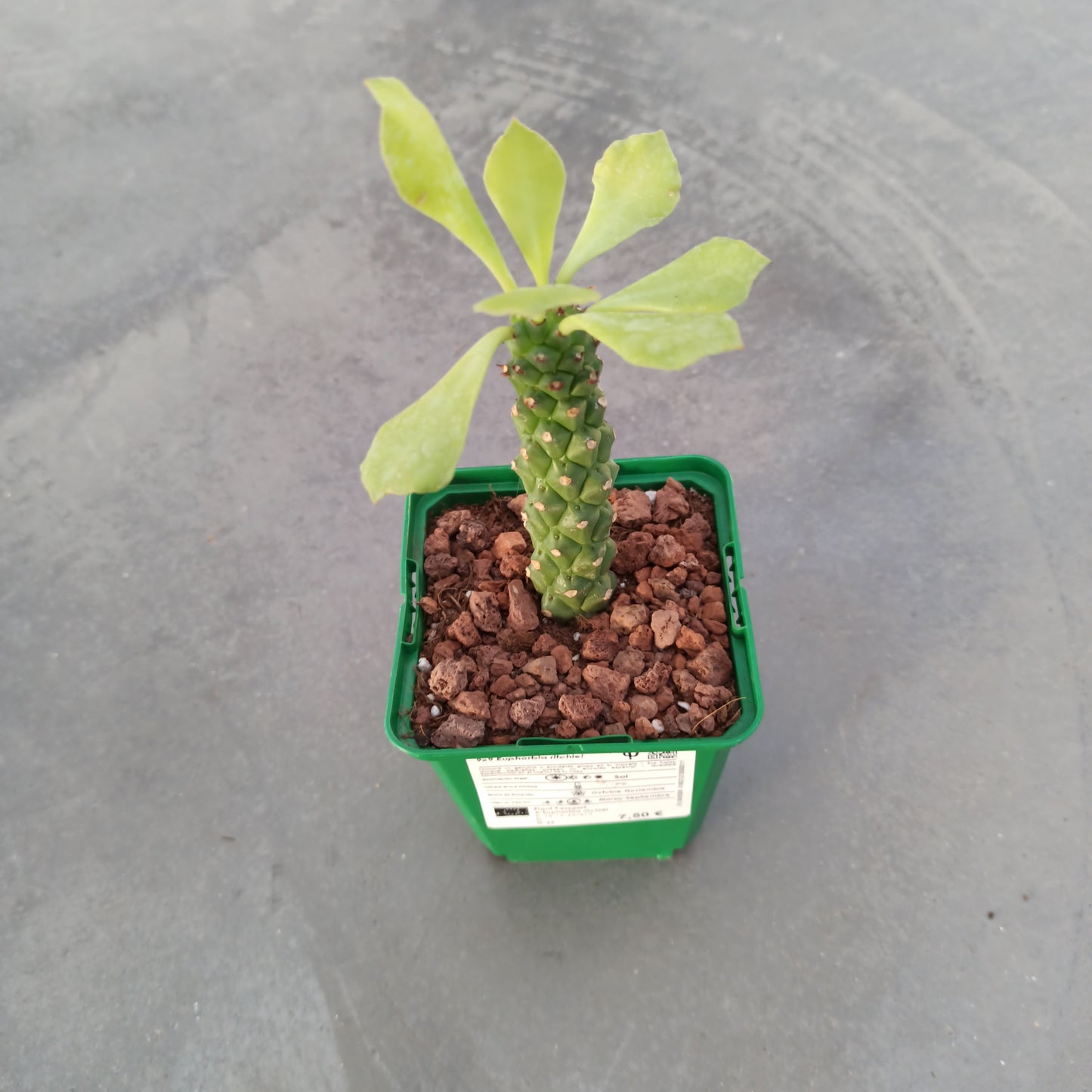 Euphorbia neostapelioides