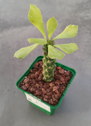 Euphorbia neostapelioides