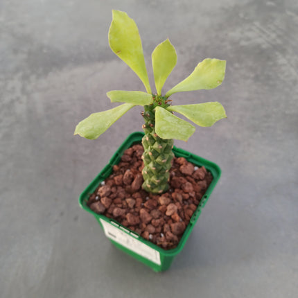 Euphorbia neostapelioides