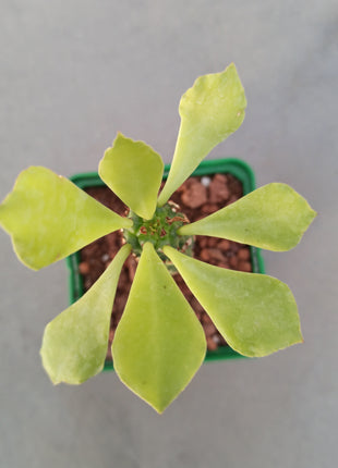 Euphorbia neostapelioides