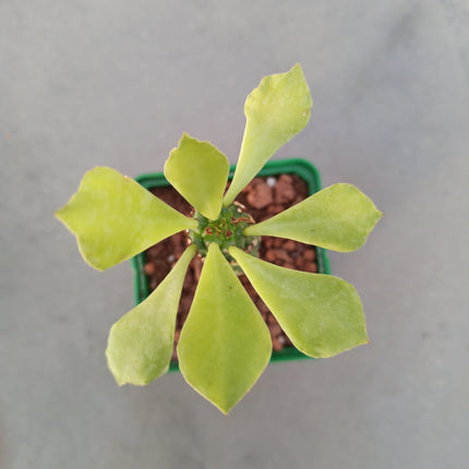 Euphorbia neostapelioides