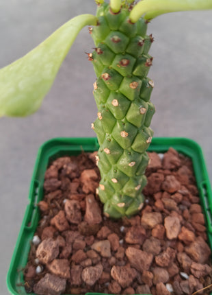 Euphorbia neostapelioides