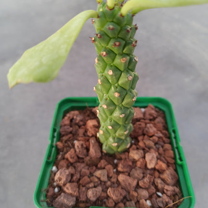 Euphorbia neostapelioides