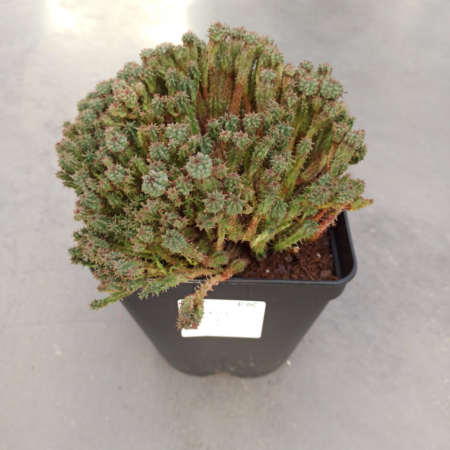 Euphorbia submammillaris