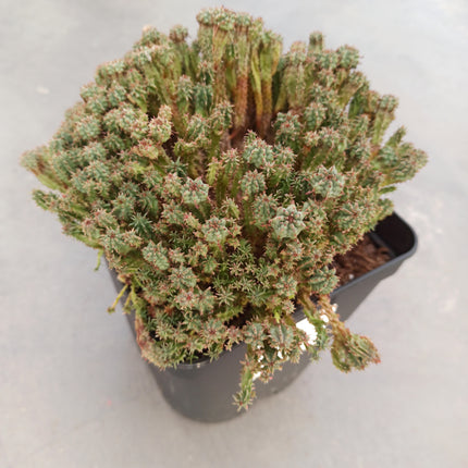 Euphorbia submammillaris