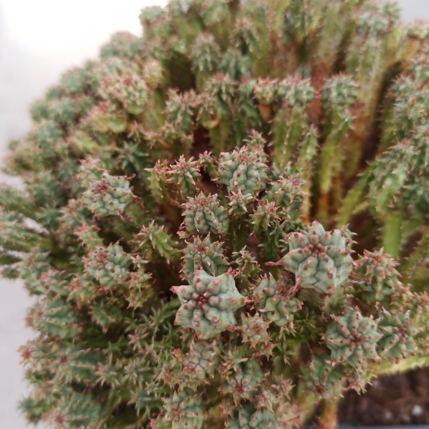 Euphorbia submammillaris