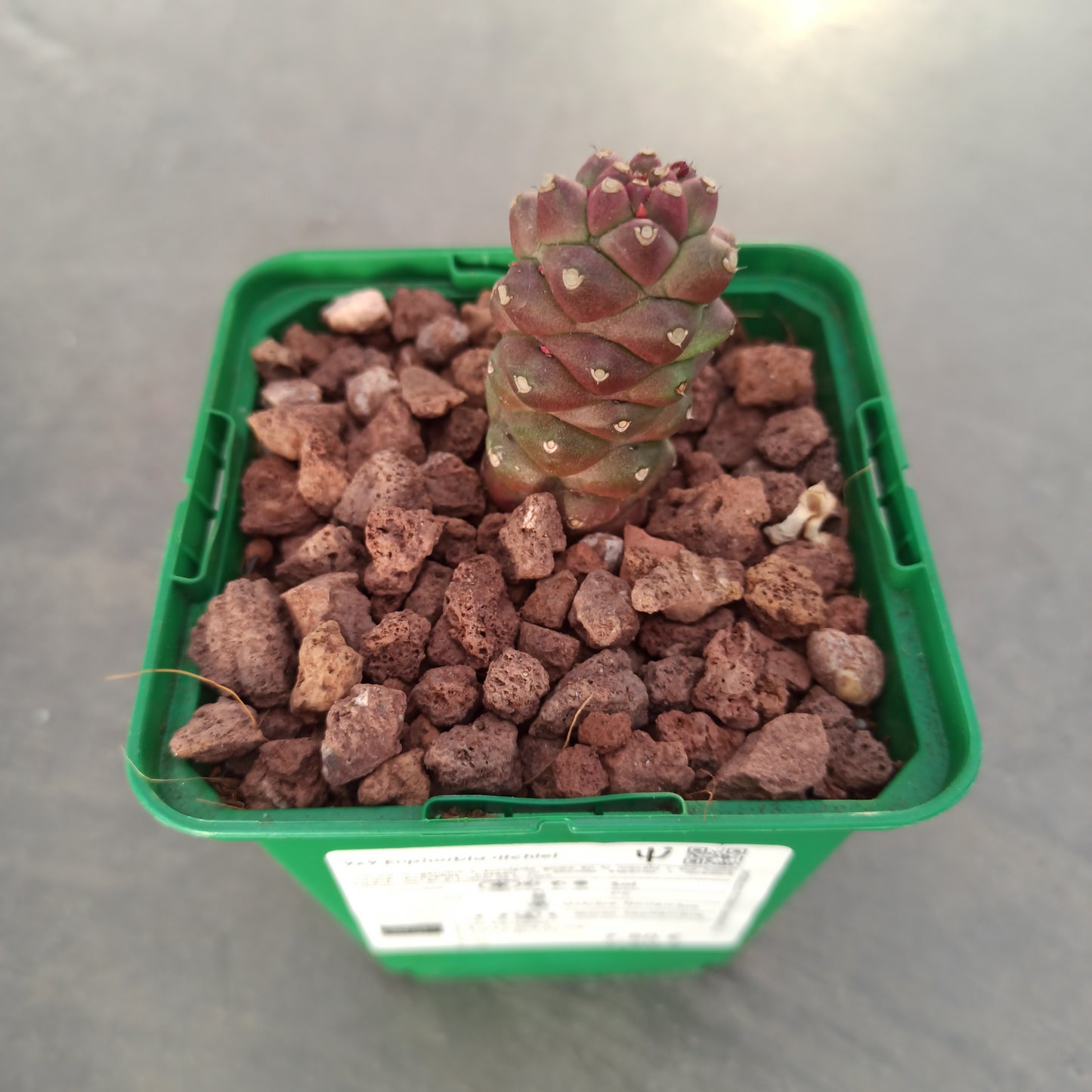 Euphorbia ritchiei 'S'