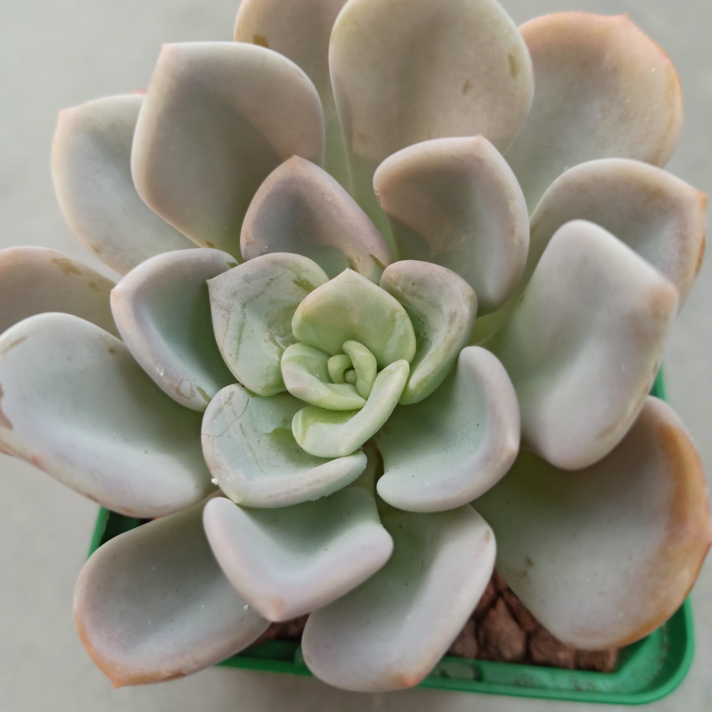 Echeveria Opalina 'S'