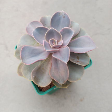 Echeveria Perle von Nürnberg 'S' und 'M'