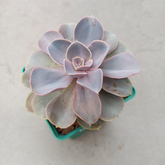 Echeveria Perle von Nürnberg 'S' y 'M'