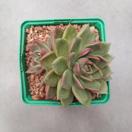 Echeveria "Mira"
