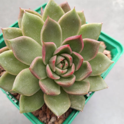 Echeveria "Mira"