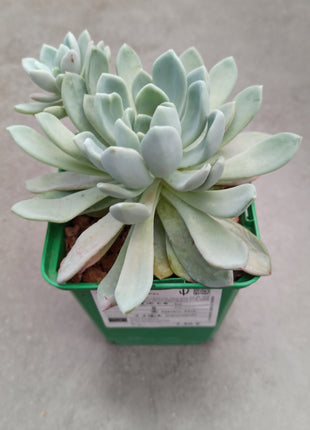Pachyveria 'Scheideckeri'