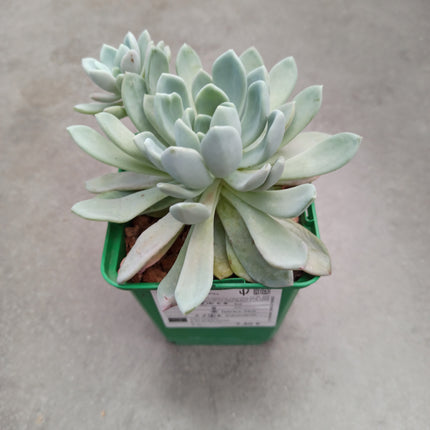 Pachyveria 'Scheideckeri'