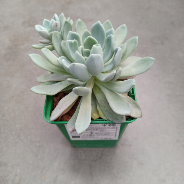 Pachyveria 'Scheideckeri'