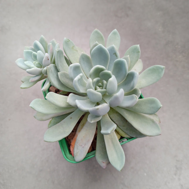 Pachyveria 'Scheideckeri'