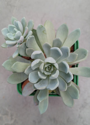 Pachyveria 'Scheideckeri'