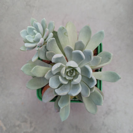 Pachyveria 'Scheideckeri'