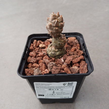 Tephrocactus articulatus inermis
