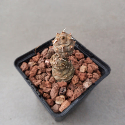 Tephrocactus articulatus inermis