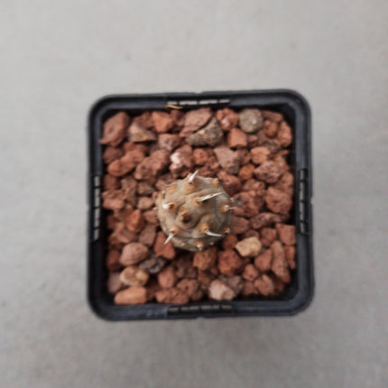 Tephrocactus articulatus inermis