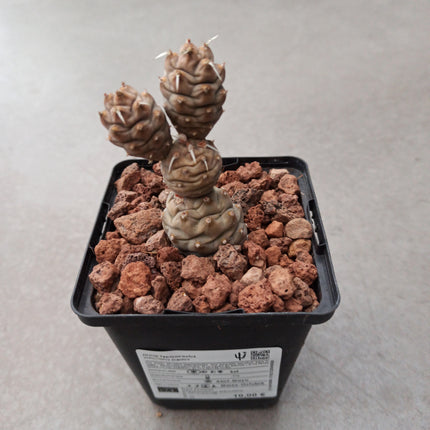Tephrocactus articulatus inermis