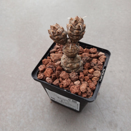 Tephrocactus articulatus inermis