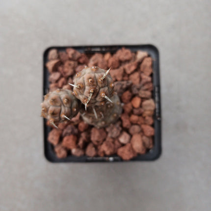 Tephrocactus articulatus inermis