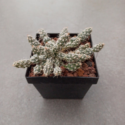 Grusonia clavata ct 11