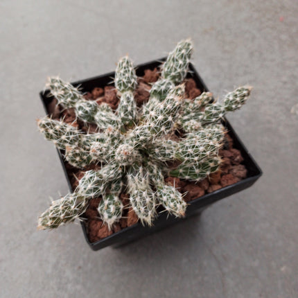 Grusonia clavata ct 11