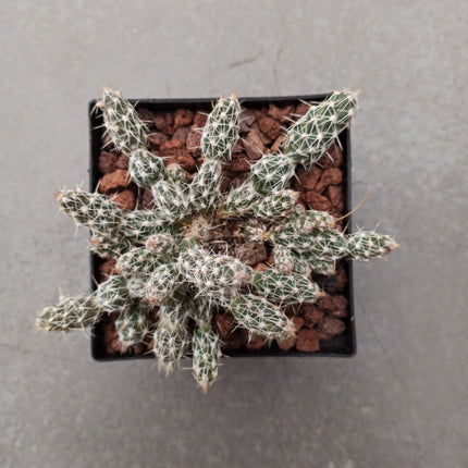 Grusonia clavata ct 11