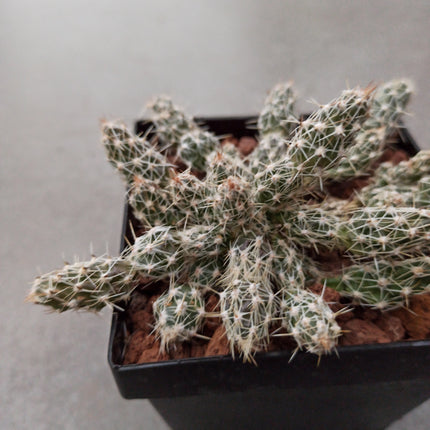 Grusonia clavata ct 11