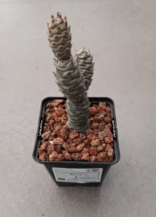 Tephrocactus articulatus var. Diadematus