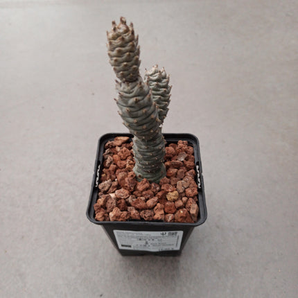Tephrocactus articulatus var. Diadematus