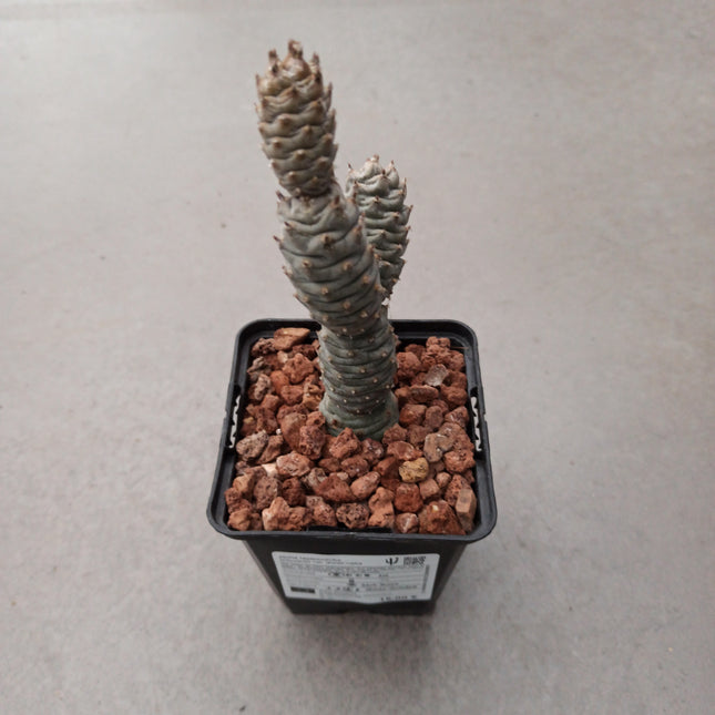 Tephrocactus articulatus var. Diadematus