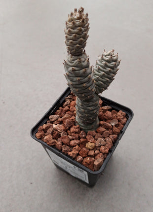 Tephrocactus articulatus var. Diadematus