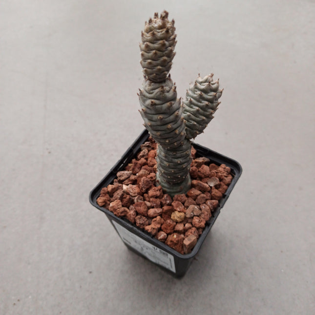 Tephrocactus articulatus var. Diadematus