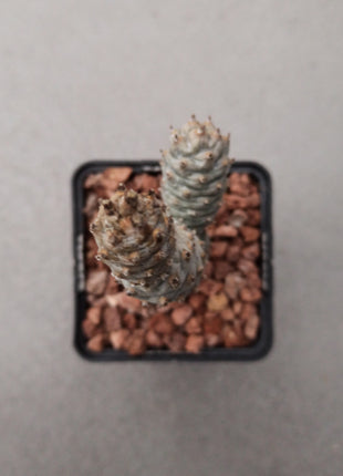 Tephrocactus articulatus var. Diadematus