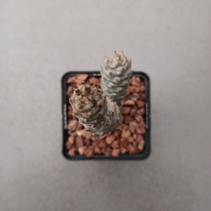 Tephrocactus articulatus var. Diadematus