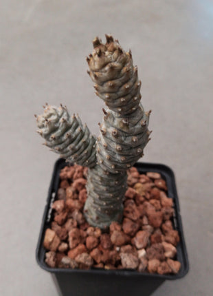 Tephrocactus articulatus var. Diadematus